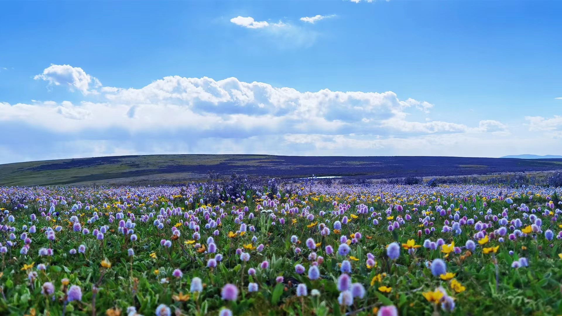 全球最大“水光互补”光伏电站在甘孜开建